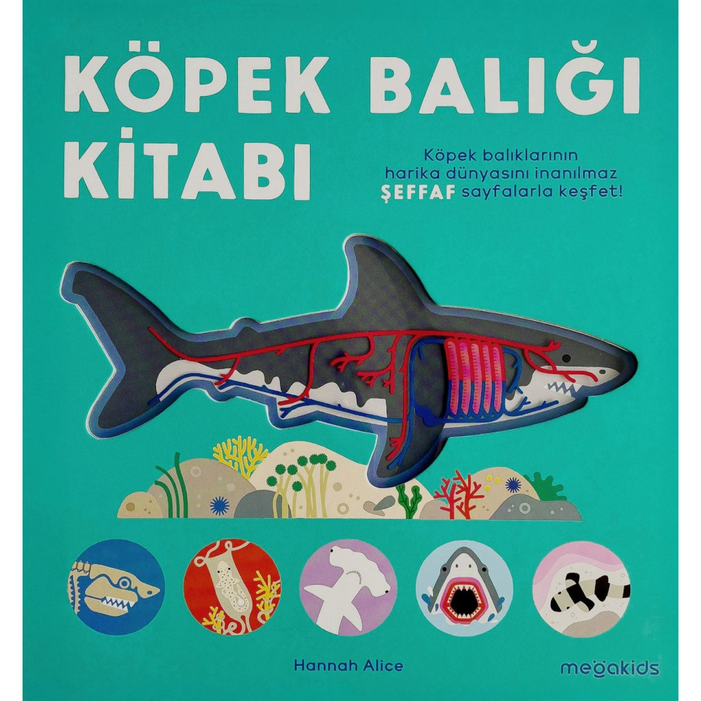 Köpek Balığı Kitabı - 9786256815216 - 9786256815216