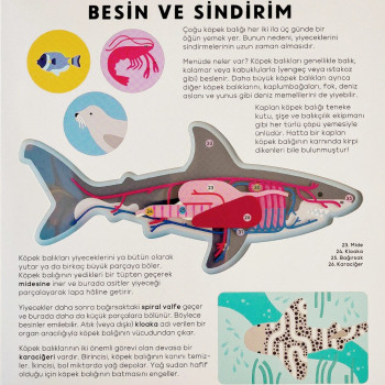 Megakids Yayıncılık - Köpek Balığı Kitabı