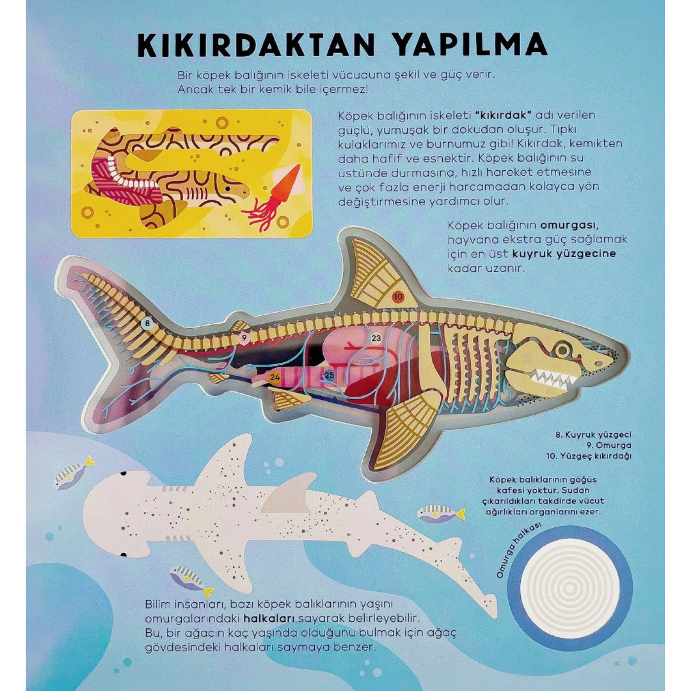 Köpek Balığı Kitabı - 9786256815216 - 9786256815216