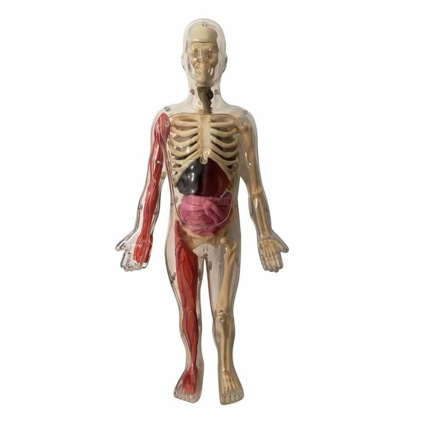 İnsan Vücudunu Keşfediyorum Poster -Model ve Kitap - 9791039544702 - 9791039544702