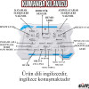 Giffy - Uzaktan Kumandalı Dans Eden Akıllı Robot Kırmızı Giffy - Uzaktan Kumandalı Dans Eden Akıllı Robot Kırmızı