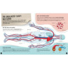 Human Body - Scratch, Discover And Learn Human Body - Scratch, Discover And Learn