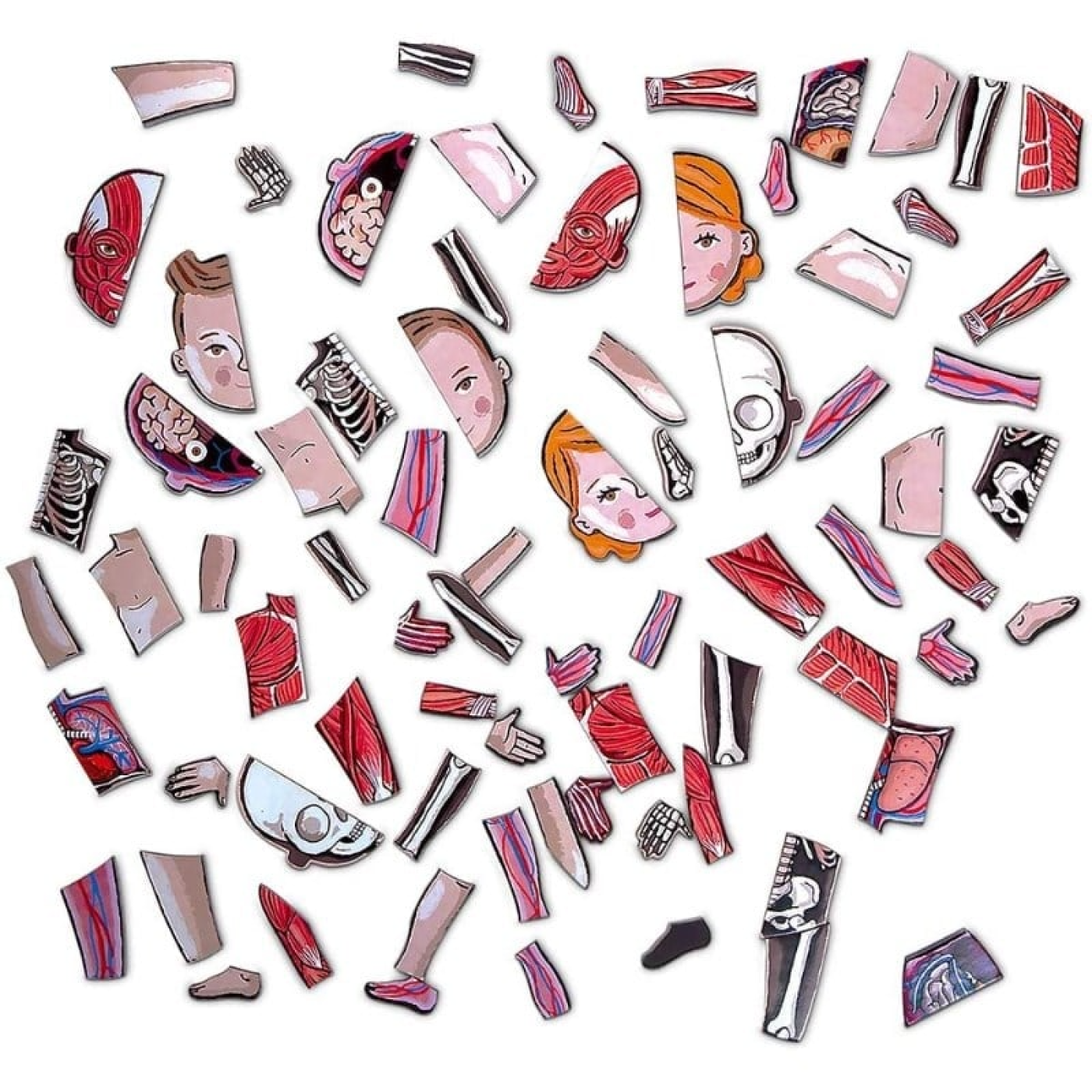 Janod Mıknatıslı Oyun - Vücudumuzu Tanıyalım - ST01136 - 3700217354916