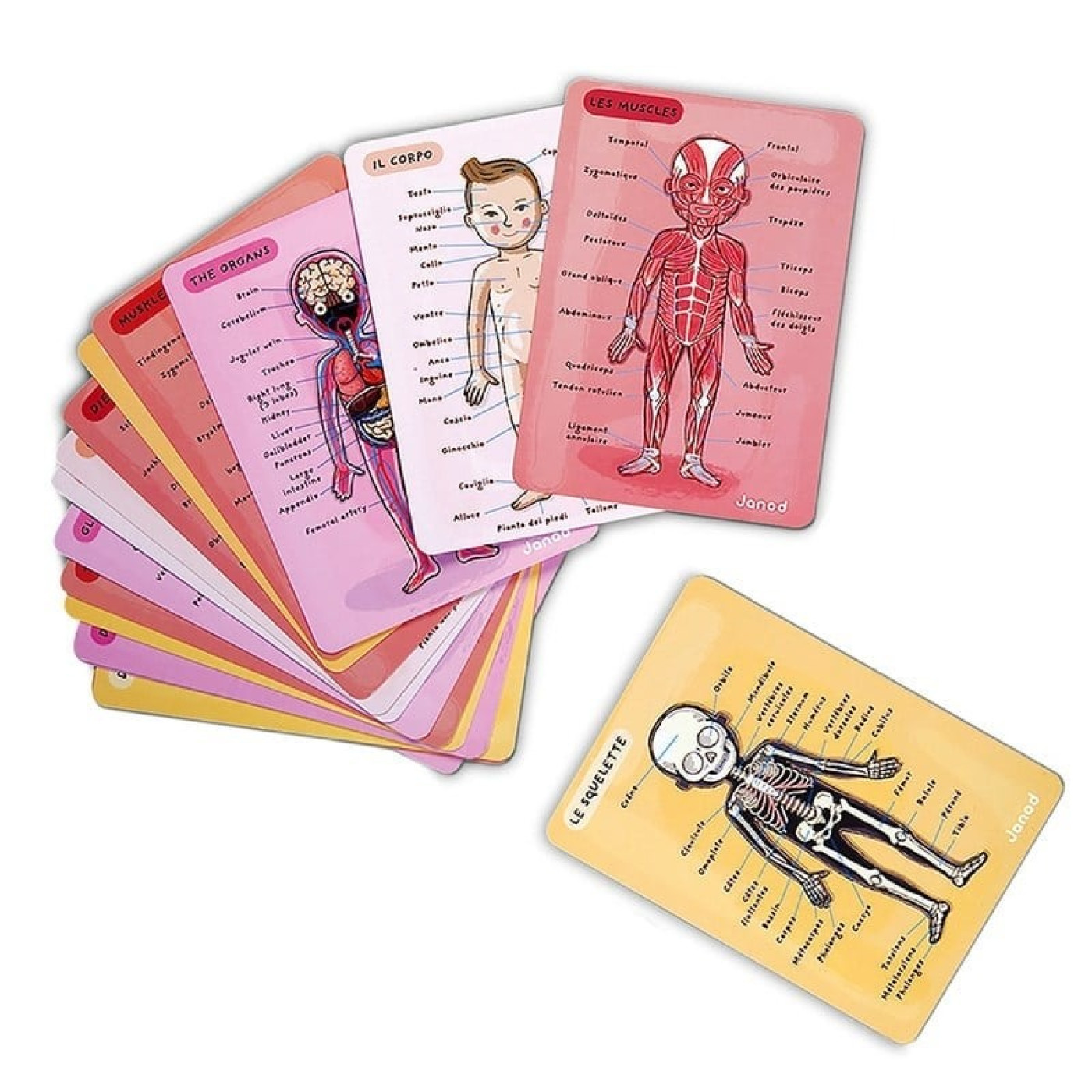 Janod Mıknatıslı Oyun - Vücudumuzu Tanıyalım - ST01136 - 3700217354916