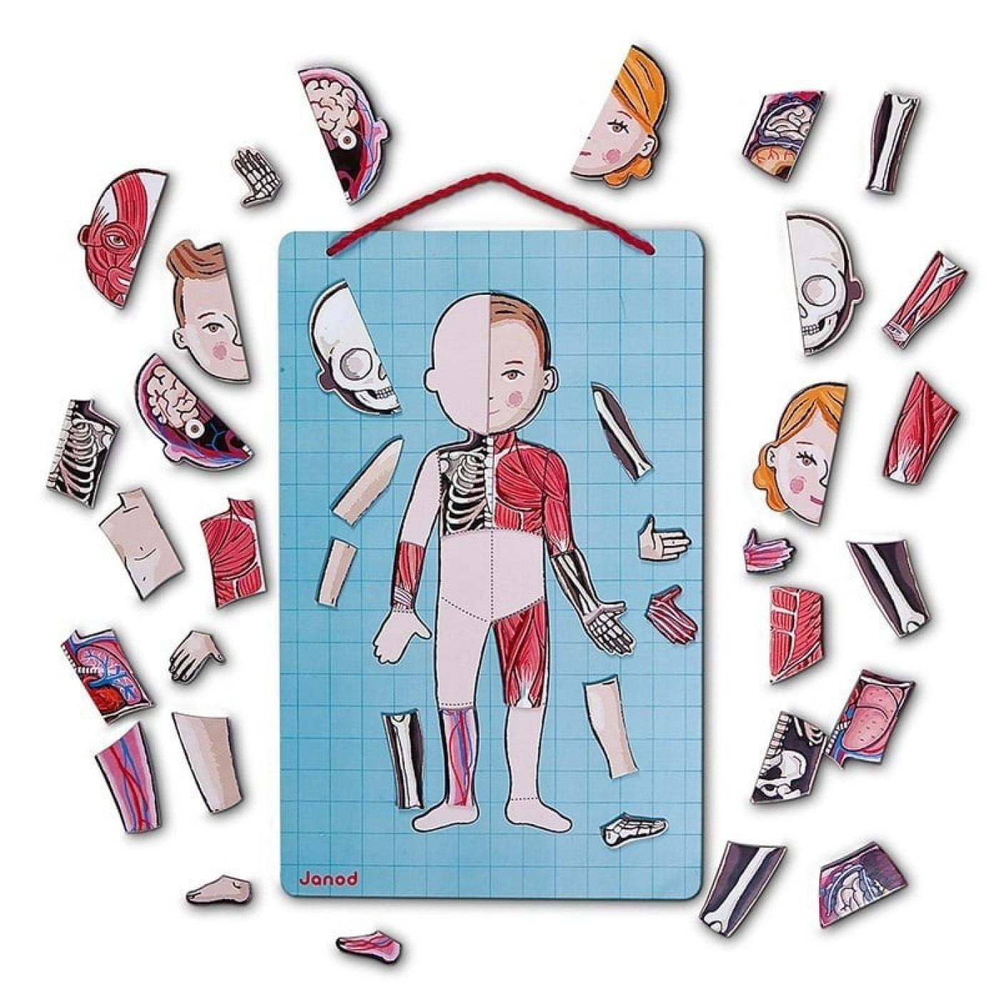 Janod Mıknatıslı Oyun - Vücudumuzu Tanıyalım - ST01136 - 3700217354916