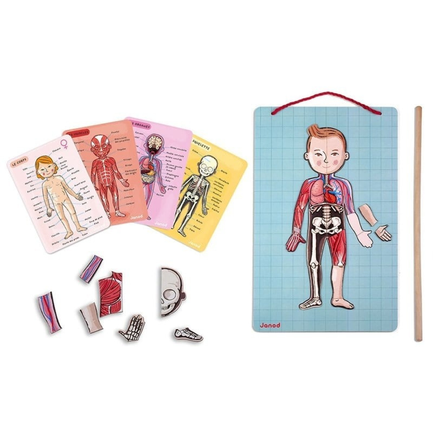 Janod Mıknatıslı Oyun - Vücudumuzu Tanıyalım - ST01136 - 3700217354916