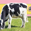 On the Farm (6 Button Sound Book)