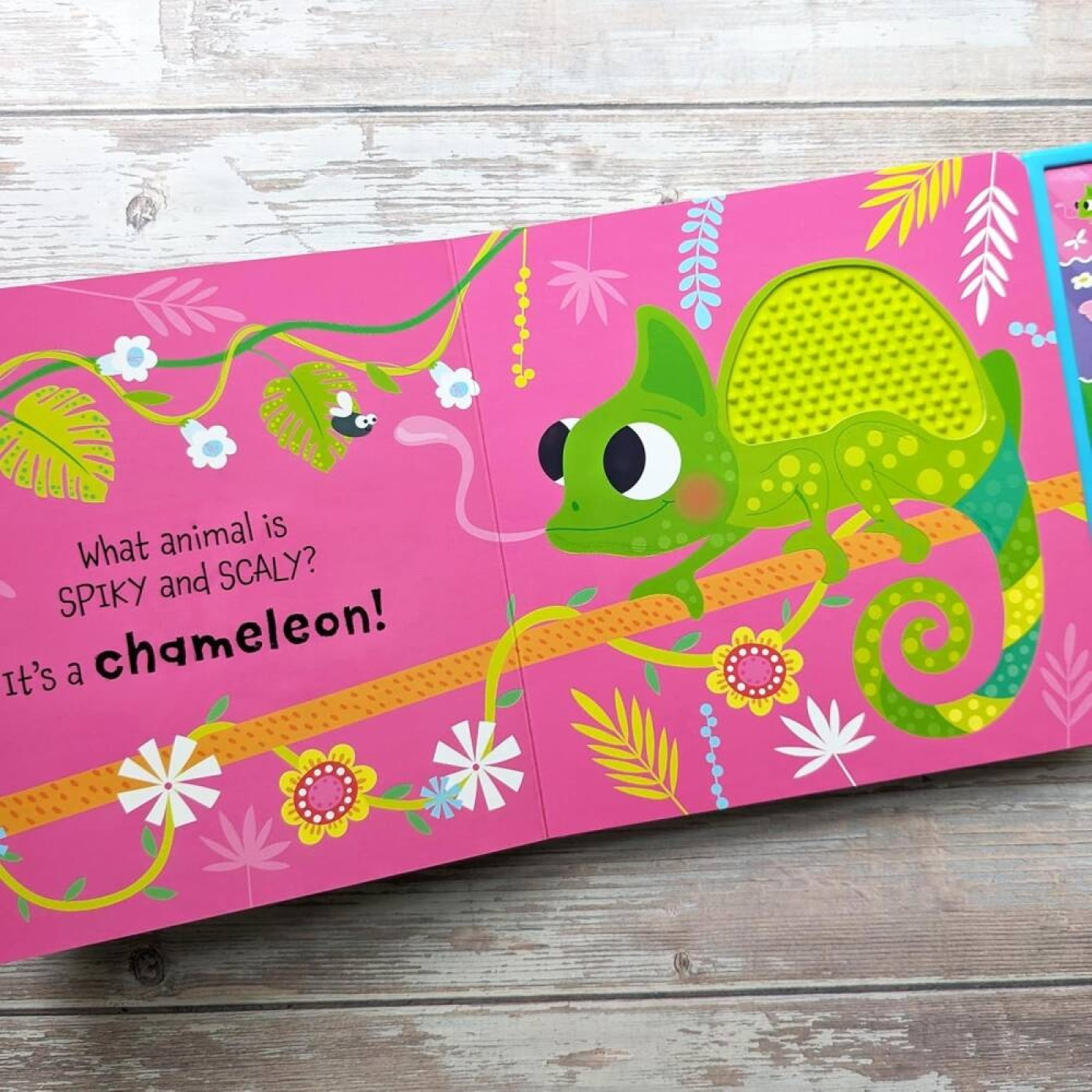 Touch & Feel in the Jungle Touch & Feel in the Jungle