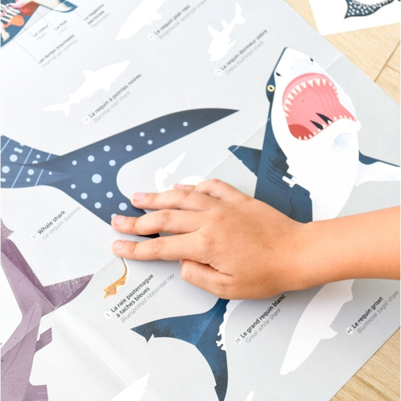 Poppik - Discovery Sharks