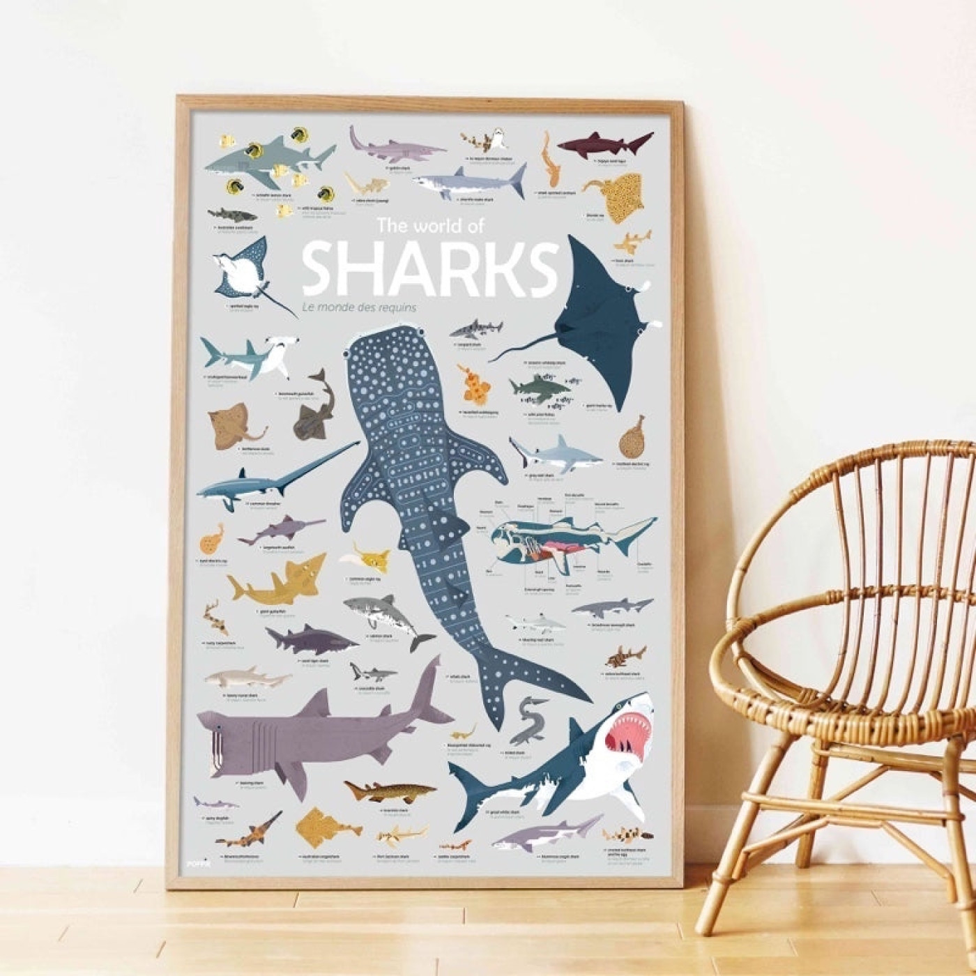 Poppik - Discovery Sharks