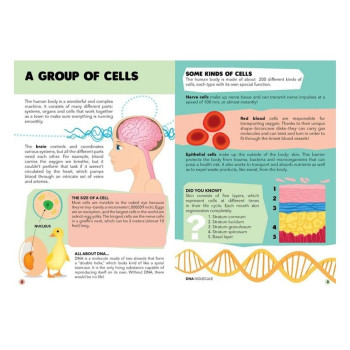 Sassi - Gez, Öğren Ve Keşfet - İnsan Vücudu Sassi - Gez, Öğren Ve Keşfet - İnsan Vücudu