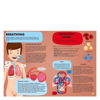 Sassi - Gez - Öğren Ve Keşfet - İnsan Vücudu