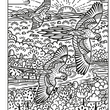 Usborne - Magic Painting Books: Birds